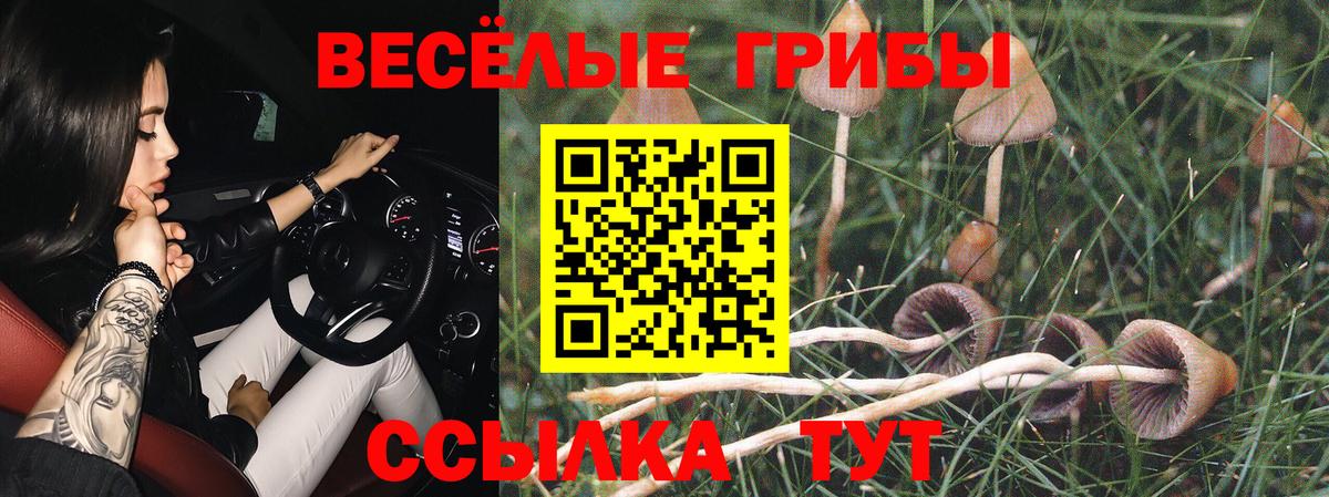 Галлюциногенные грибы Psilocybine cubensis  Вход с VPN  Луга 